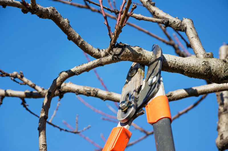 Apple Tree Pruning