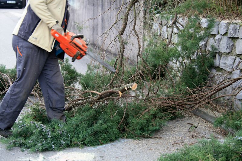 Cypress Tree Trimming