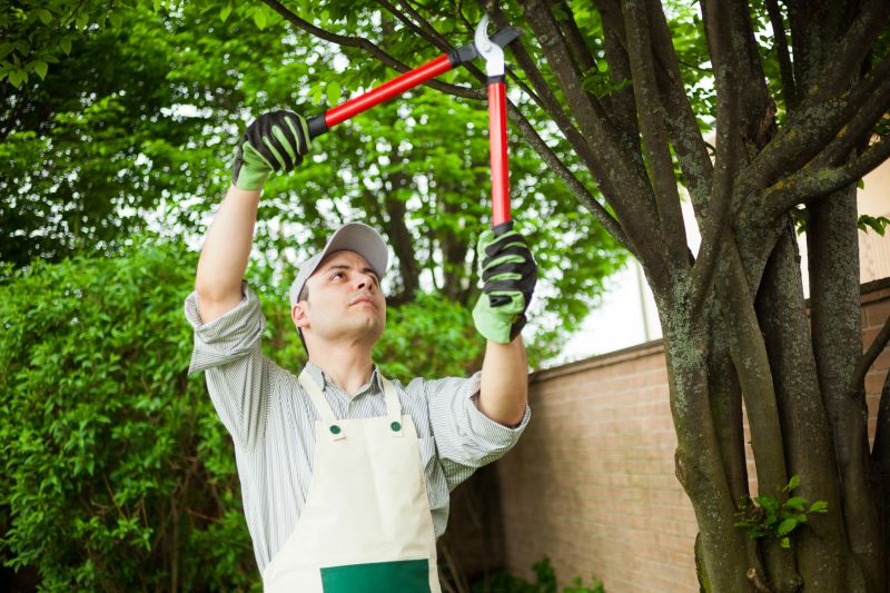 Hickory Tree Pruning