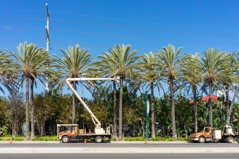 Queen Palm Tree Trimming