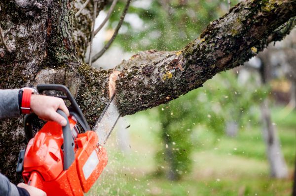Cost of Tree Limbs Removal in Granger