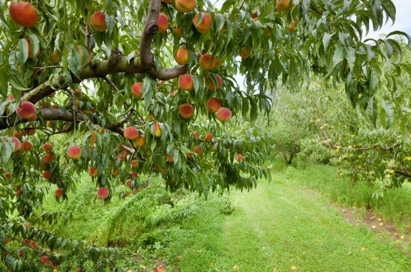 Cost of Peach Tree Pruning in Granger