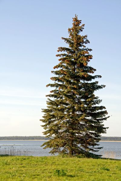 Cost of Spruce Tree Pruning in Granger