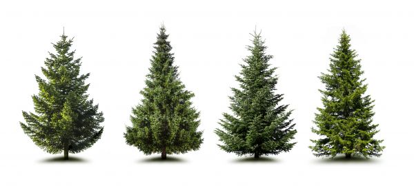 Cost of Pine Tree Trimming in Granger