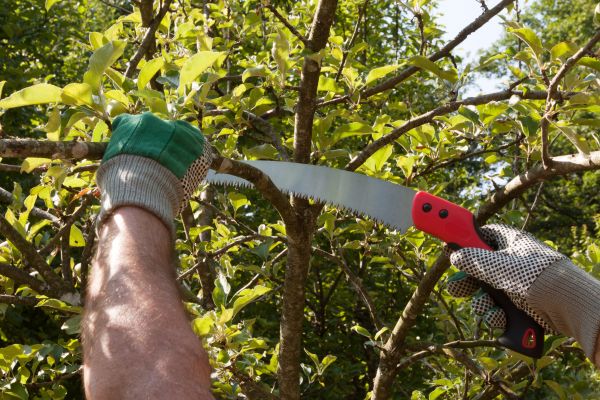 Cost of Apple Tree Trimming in Granger