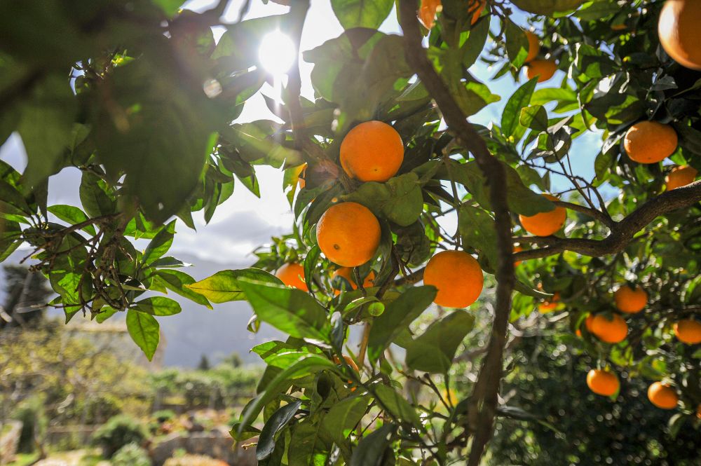 Orange Tree Trimming